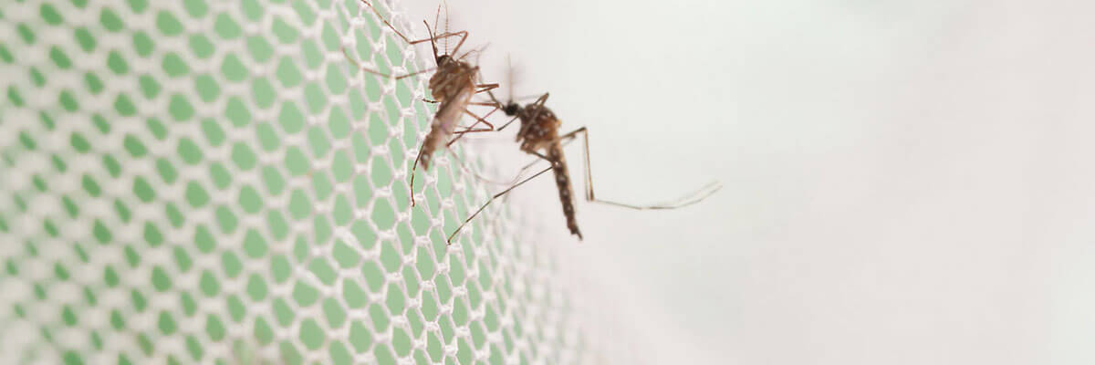сетка защитит от комаров и прочих неблагоприятных факторов